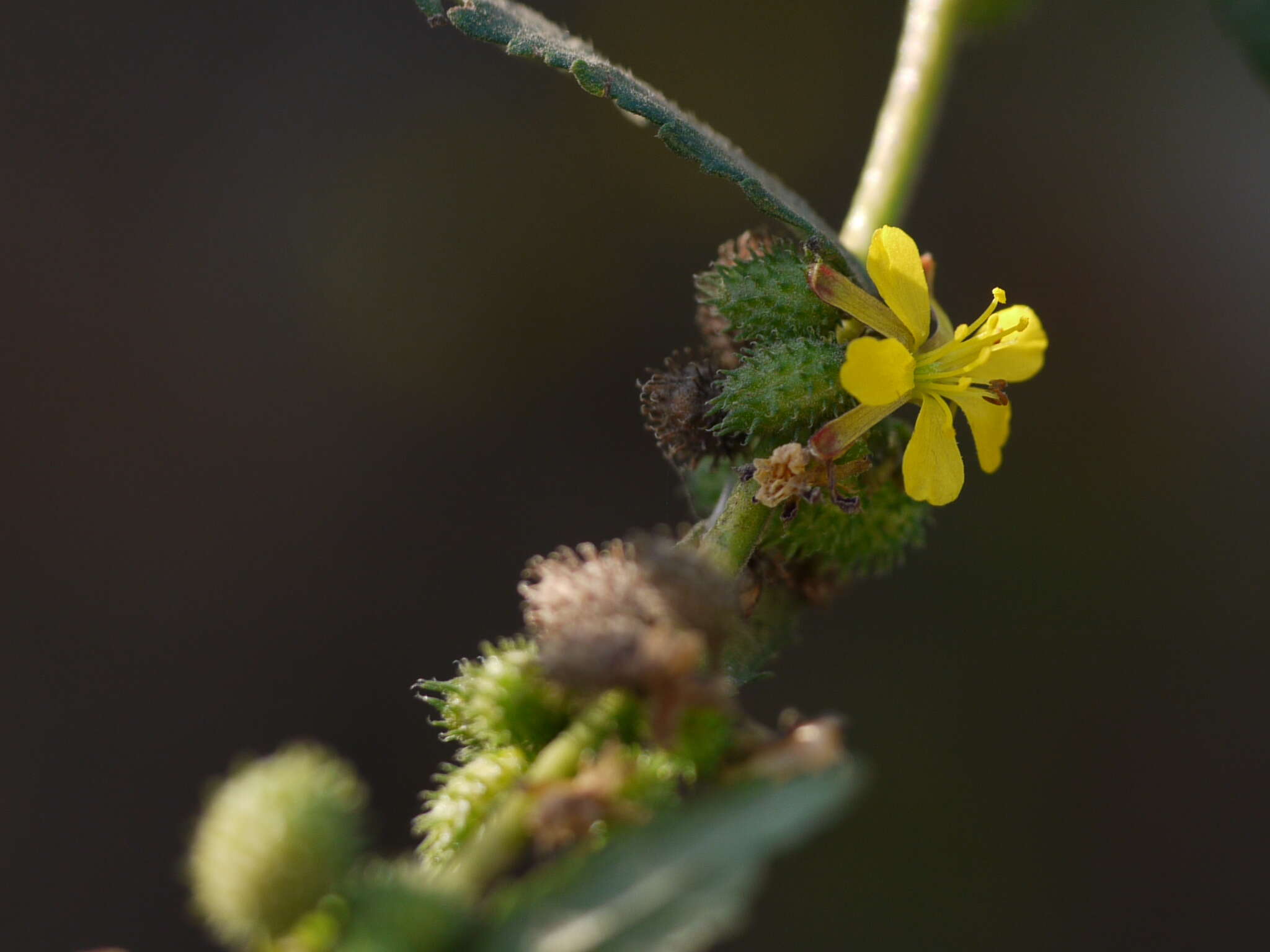 Image of diamond burbark