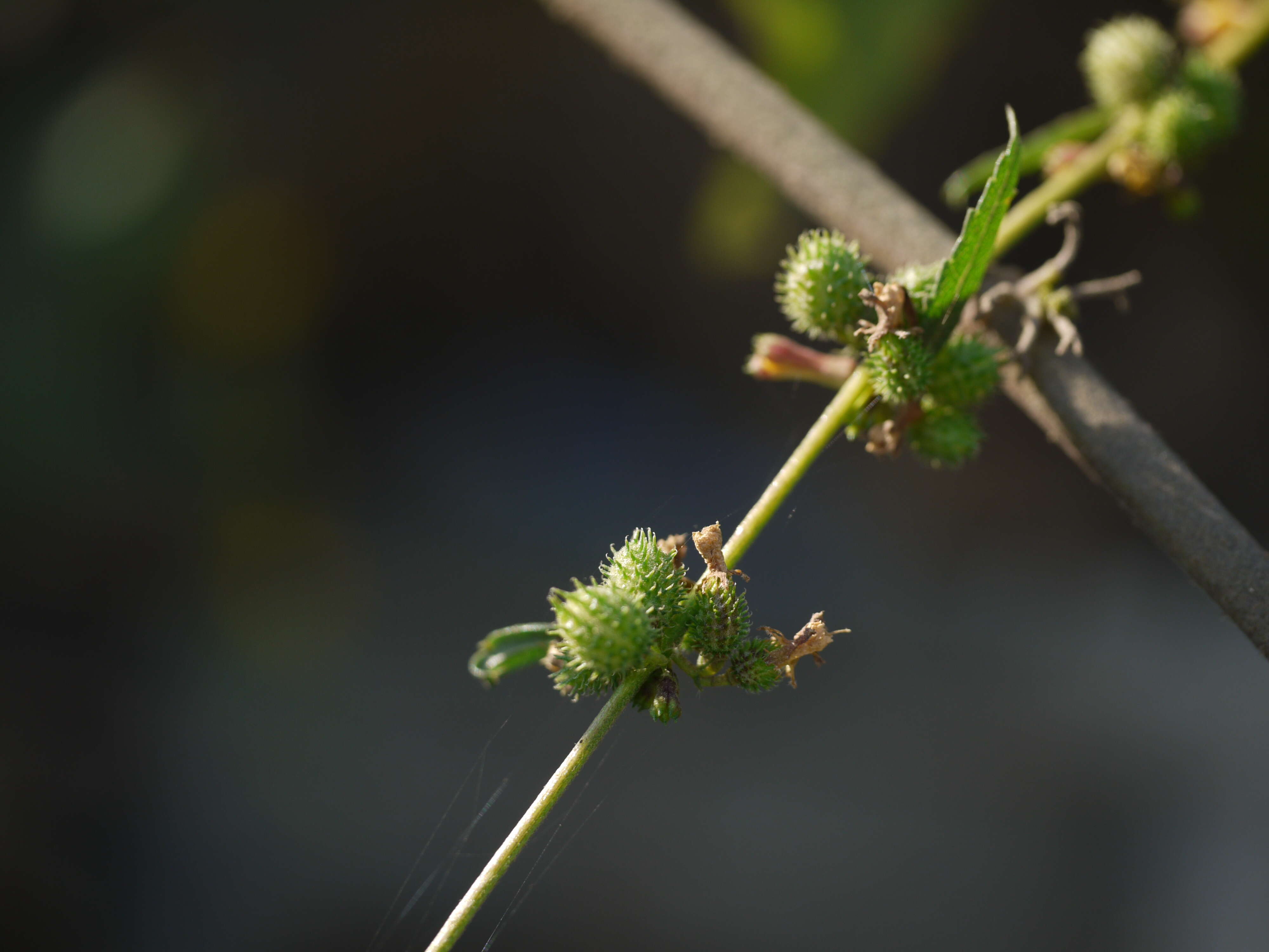 Image of diamond burbark