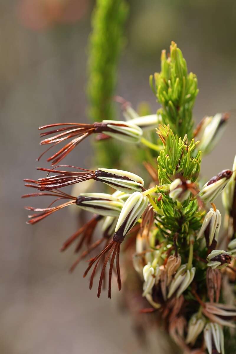 Image of Erica plukenetii subsp. penicillata (Andrews) E. G. H. Oliv. & I. M. Oliv.