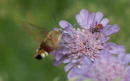 Image of broad-bordered bee hawk-moth