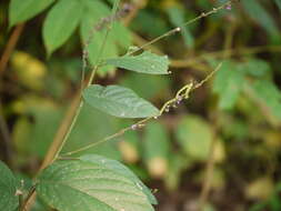 Image of Desmodium gangeticum (L.) DC.