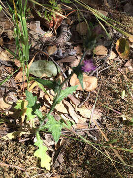 Image of Italian plumeless thistle