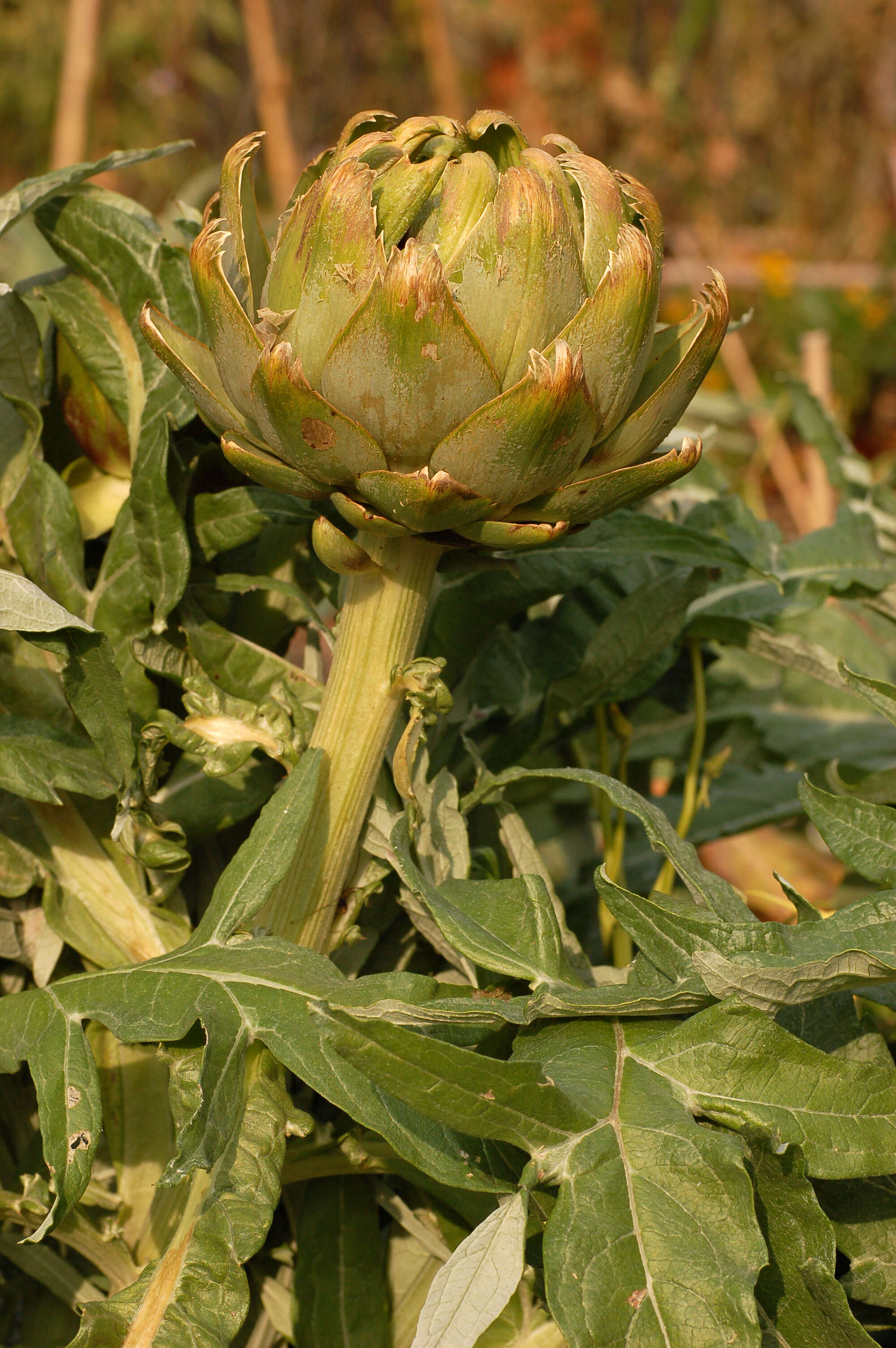 Image of cardoon