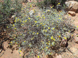 Imagem de Oedera glandulosa (Thunb.) N. G. Bergh