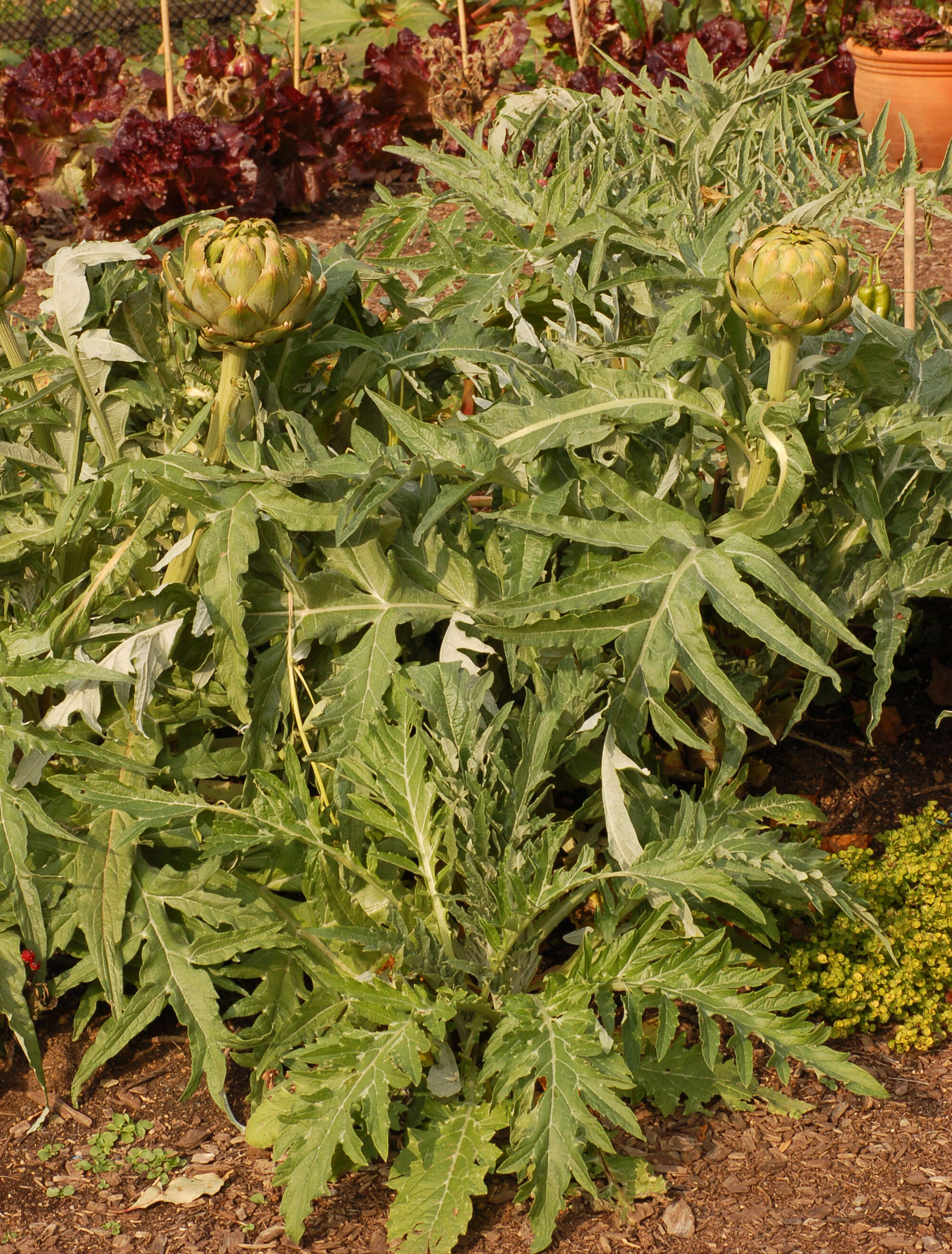 Image of cardoon