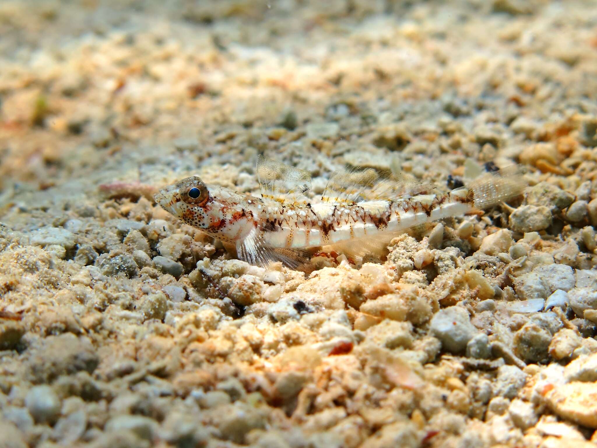 Image of De Buen&#39;s goby