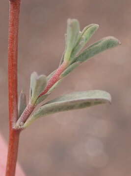 Image of Hermannia diversistipula C. Presl