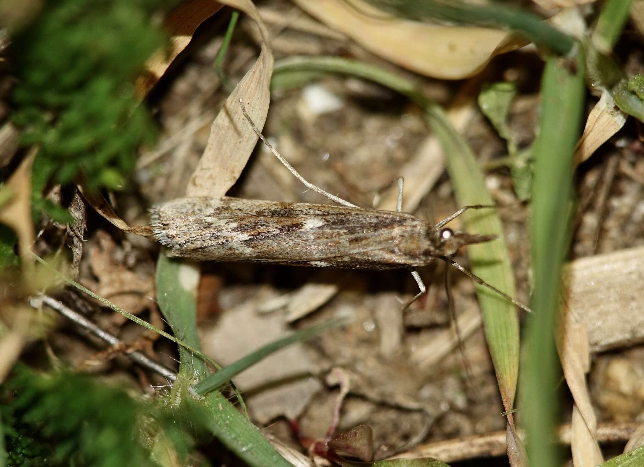 Image of Talis quercella