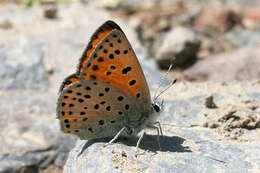 Image of <i>Lycaena ophion</i>