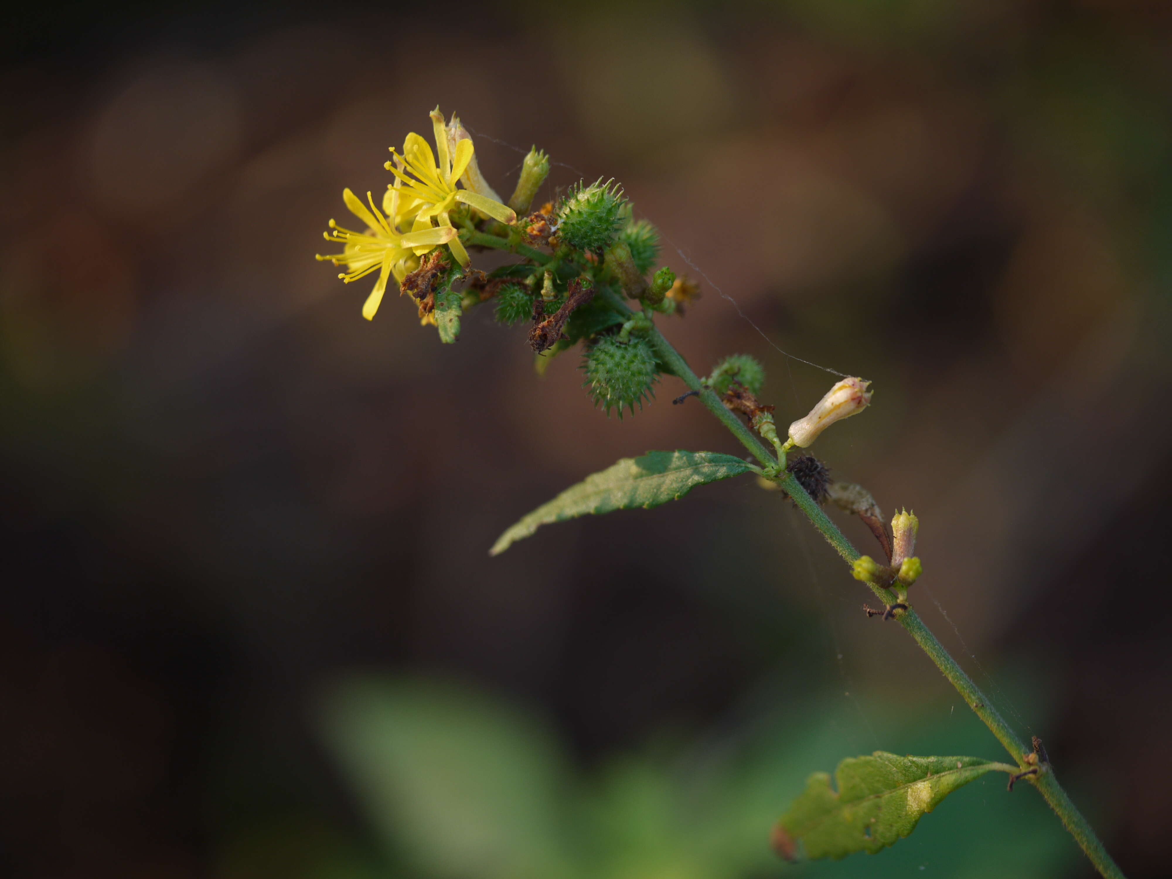 Image of diamond burbark