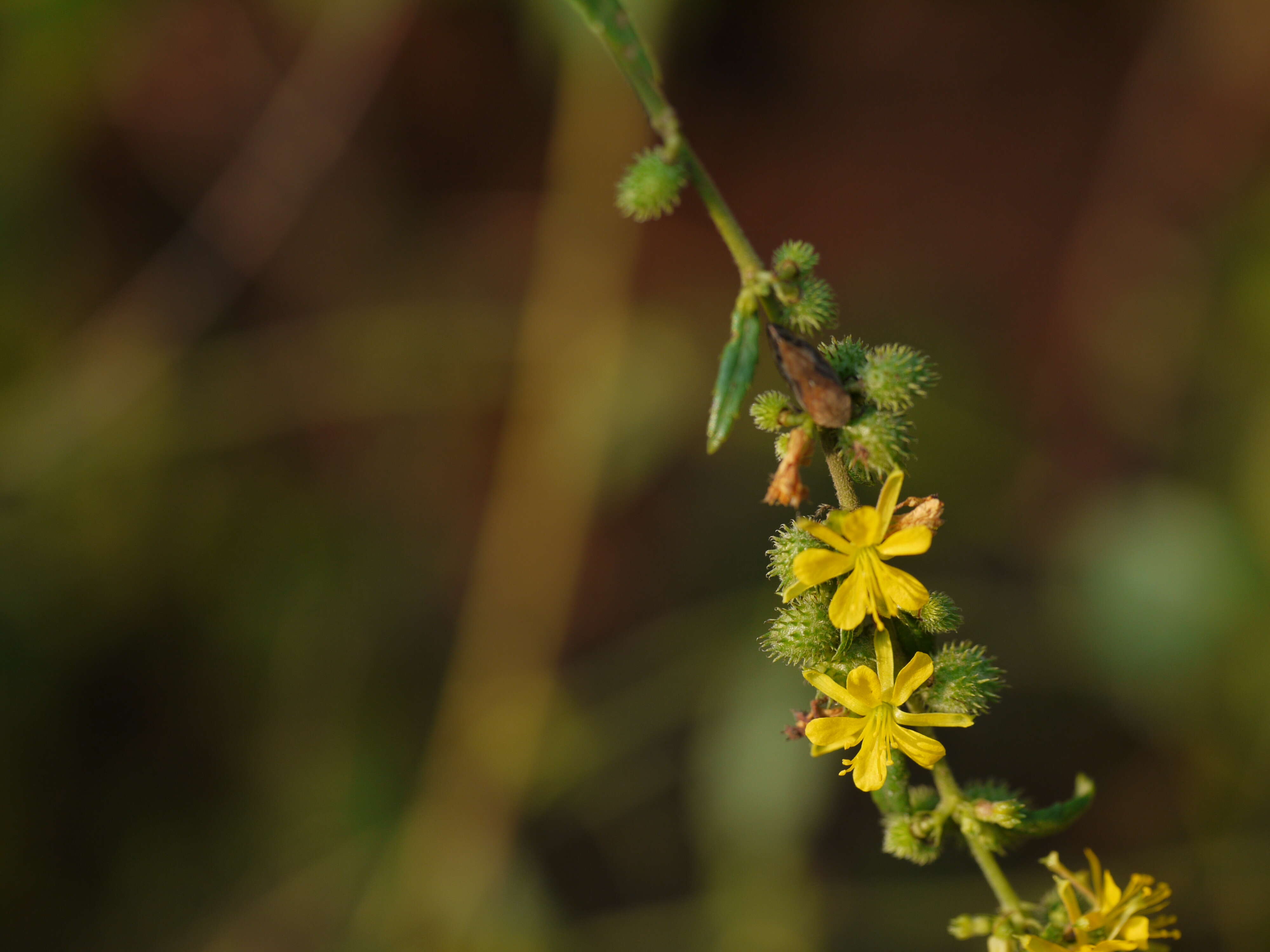 Image of diamond burbark