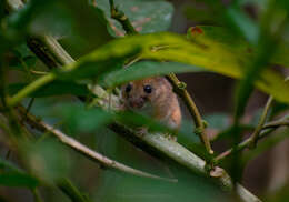 Image of Slender Harvest mouse