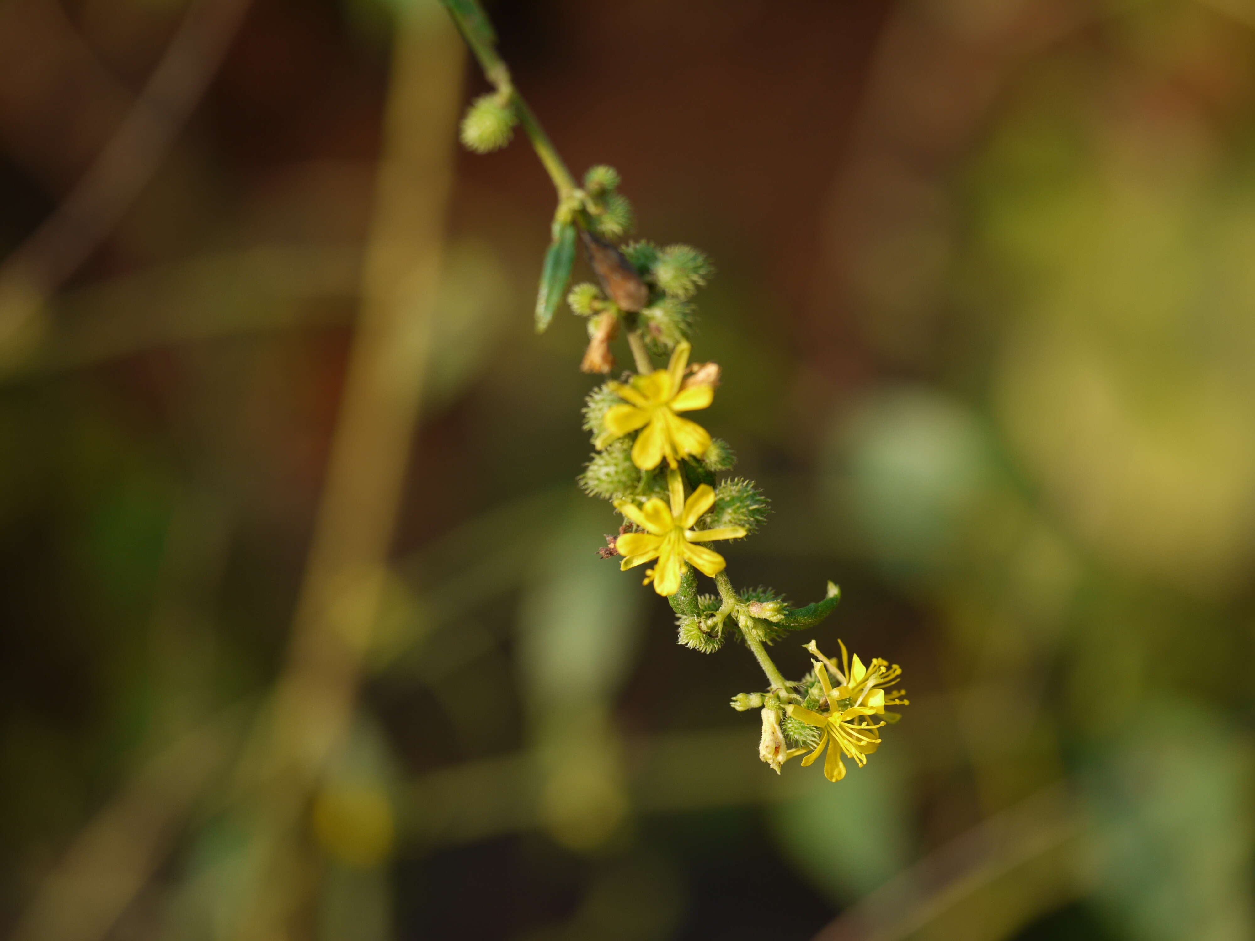 Image of diamond burbark