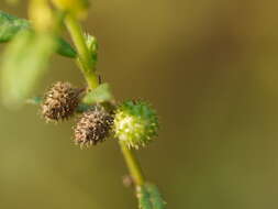 Image of diamond burbark