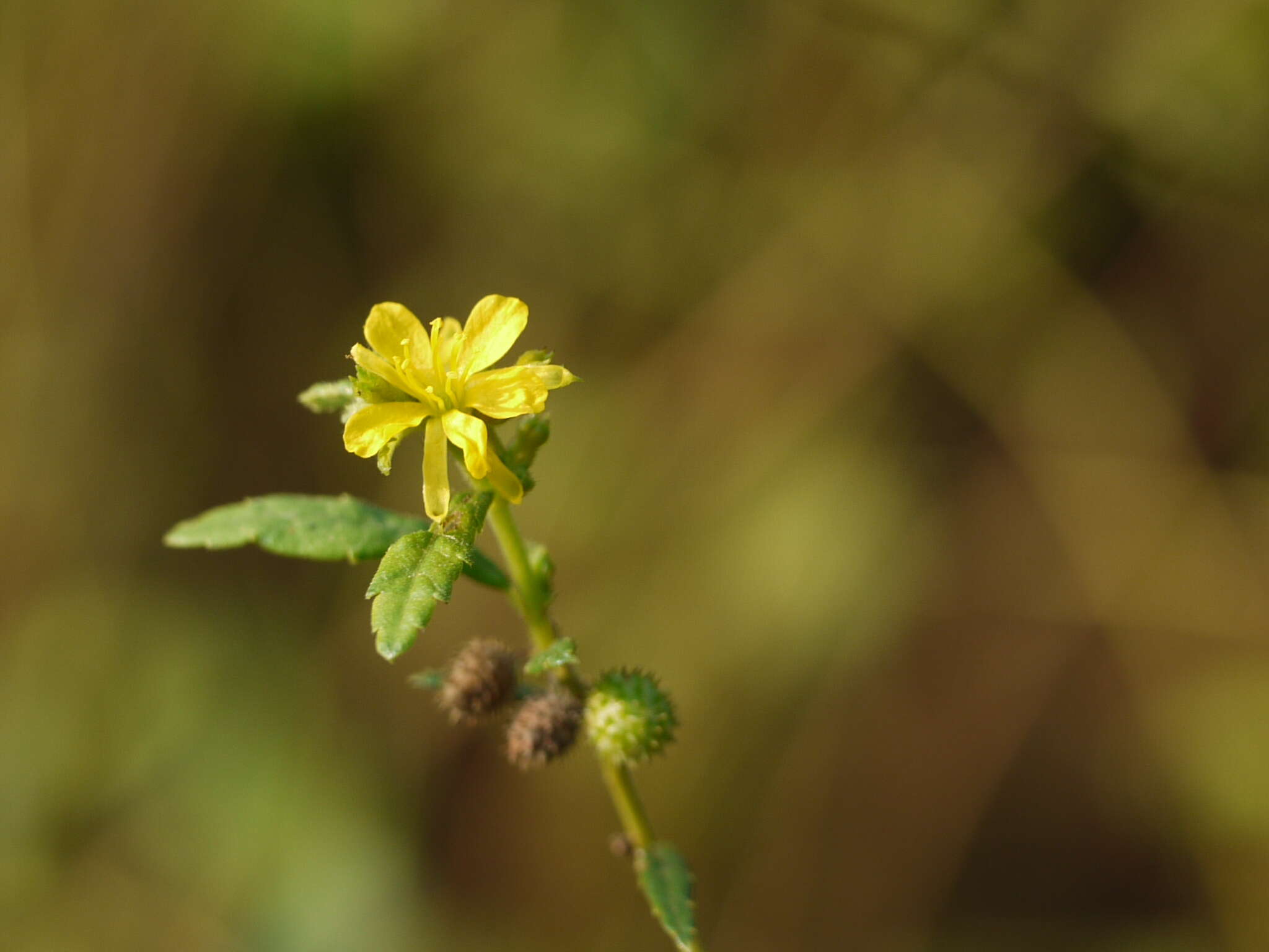 Image of diamond burbark