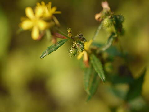 Imagem de Triumfetta rhomboidea Jacq.