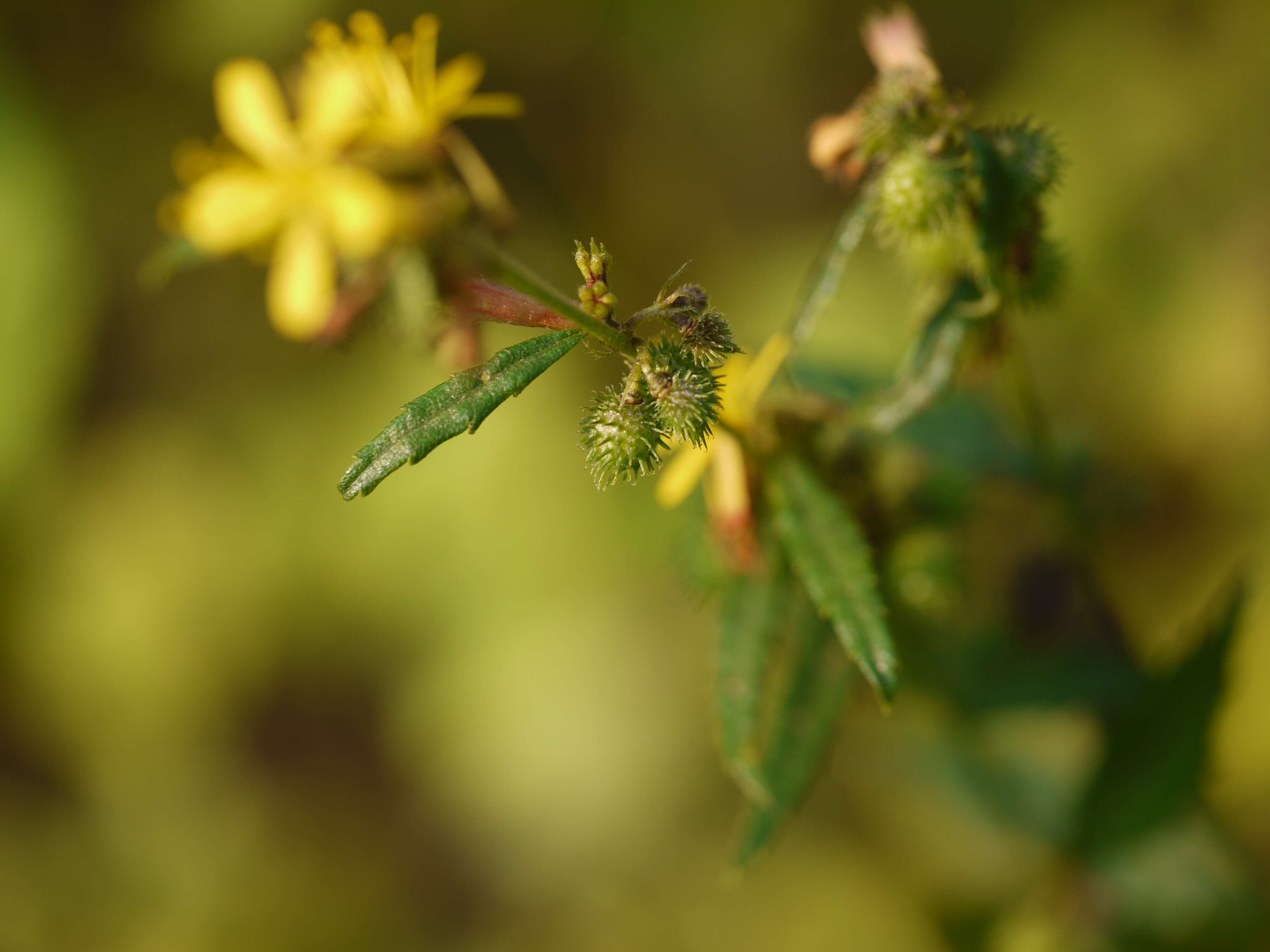 Image of diamond burbark