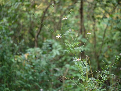 Image of wild cosmos