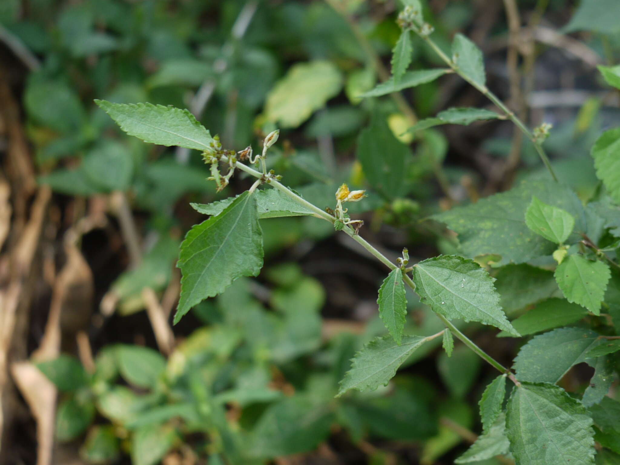 Image of diamond burbark