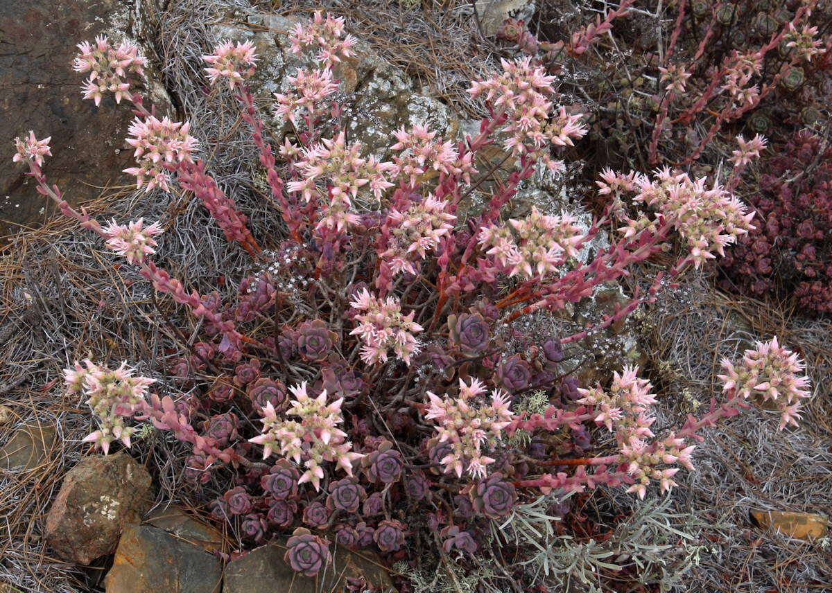 Image of Aeonium castello-paivae C. Bolle