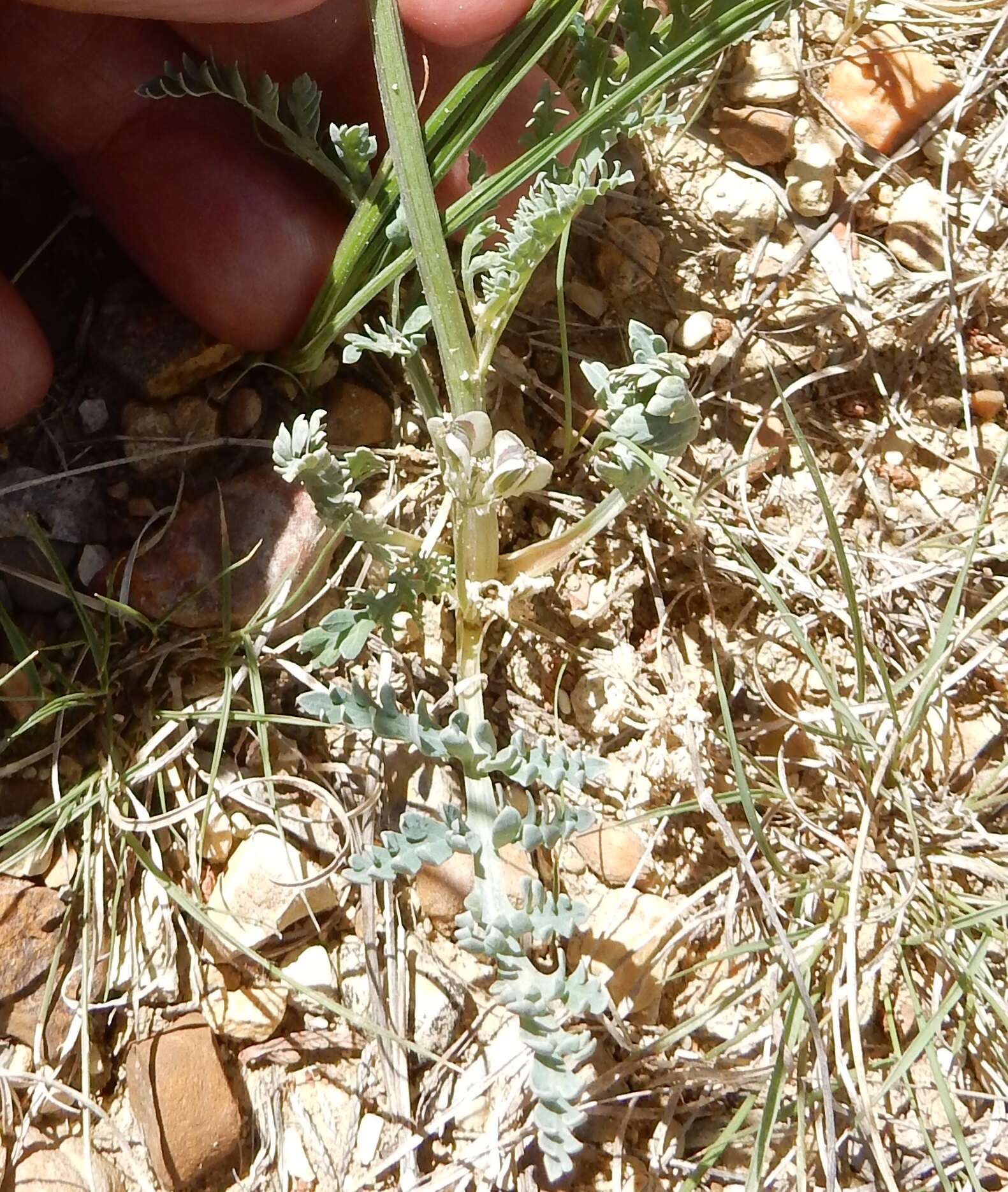 Image of bigroot springparsley