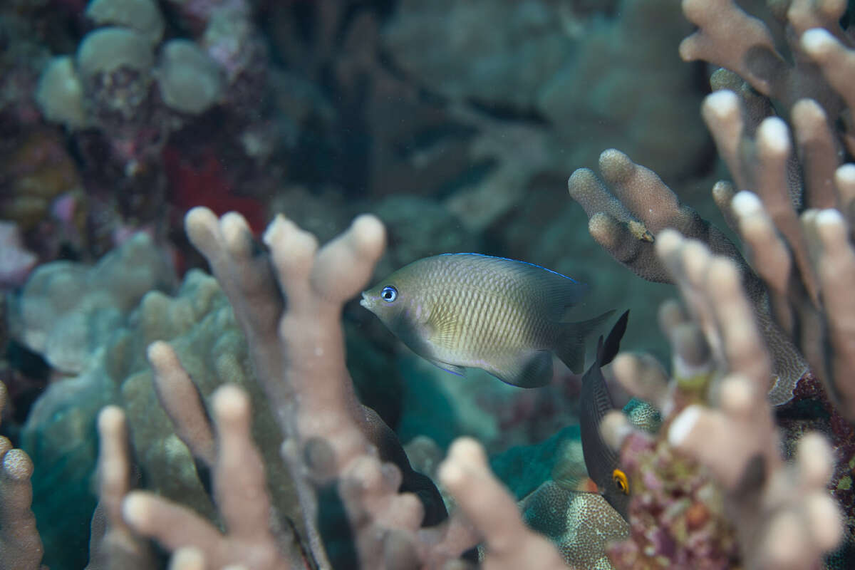 Image of Johnston Island Damsel