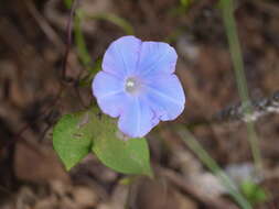 Image of whiteedge morning-glory