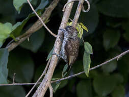 Image of Scaled Piculet