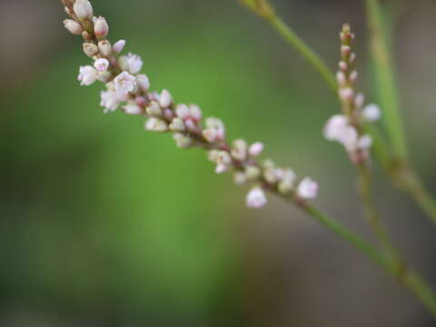 Image de Persicaria glabra (Willd.) Gomez de la Maza