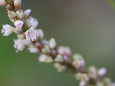 صورة Persicaria glabra (Willd.) Gomez de la Maza