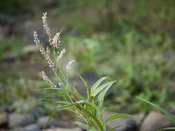 Image of Smooth Smartweed