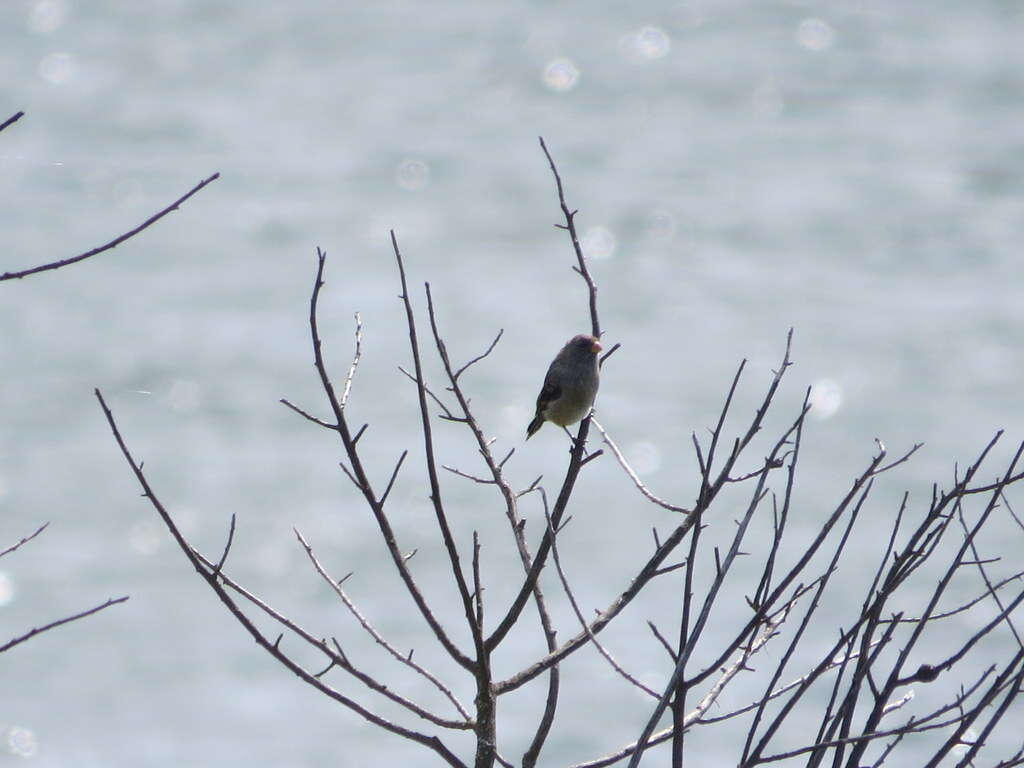 Image of Band-tailed Seedeater