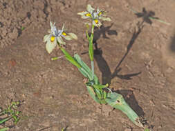 Image of Buff Clockflower