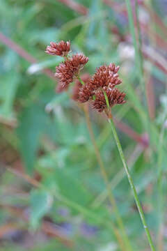 Imagem de Juncus saximontanus A. Nelson