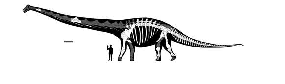 Image of Somphospondyli