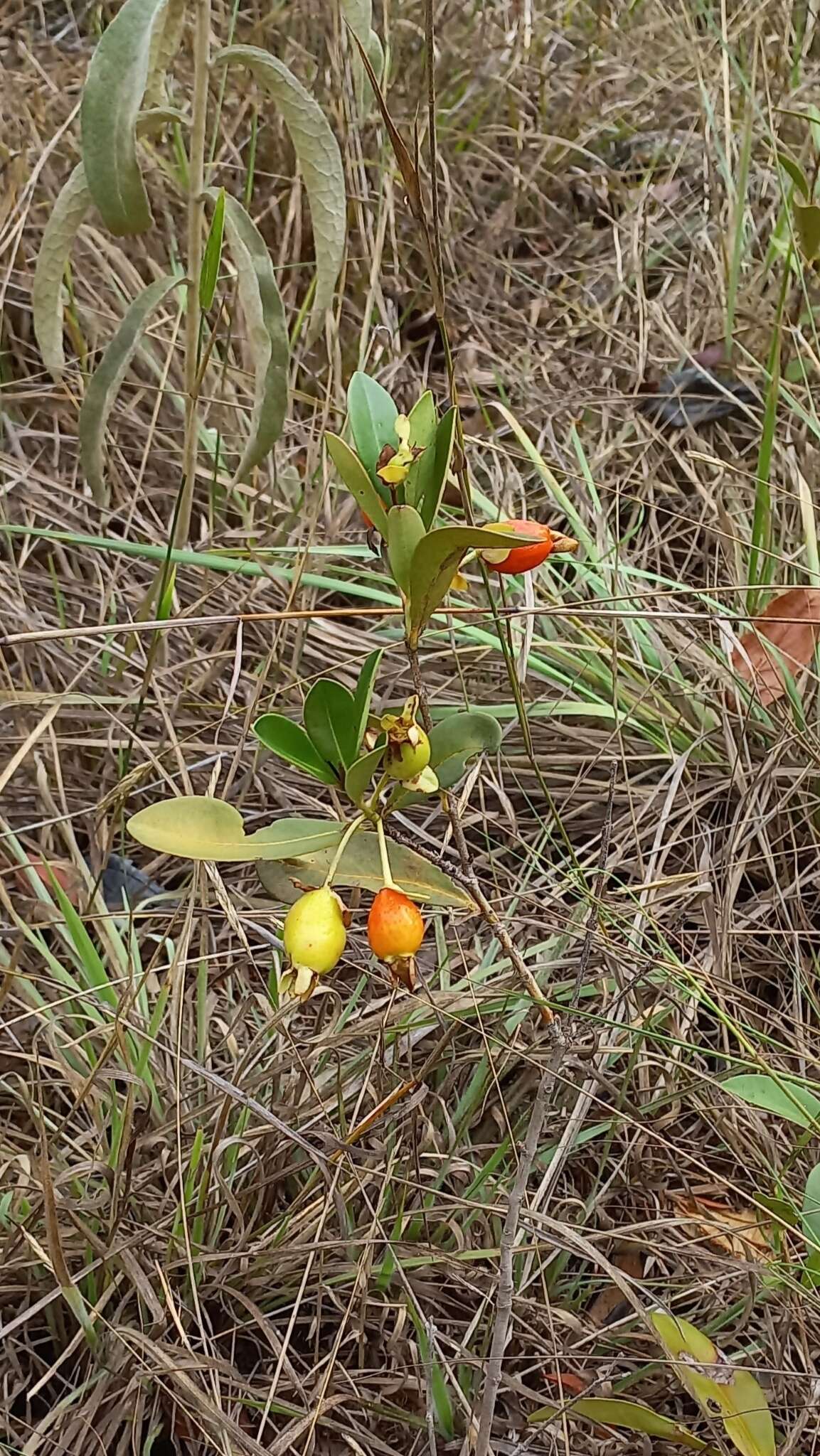 Image de Eugenia involucrata DC.