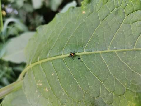 Eurylomata picturata (Blanchard 1852) resmi