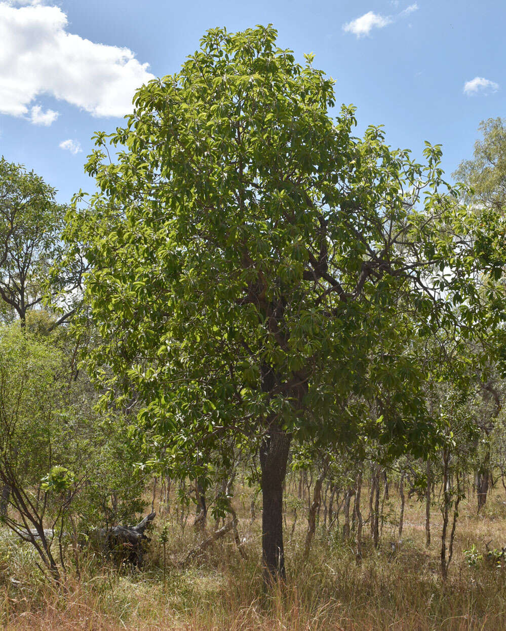 Image of Planchonella pohlmaniana (F. Muell.) Pierre ex Dubard