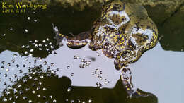 Image of Boreal Digging Frog