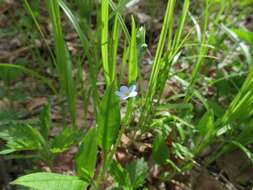 Image of Trigonotis radicans (Turcz.) Stev.