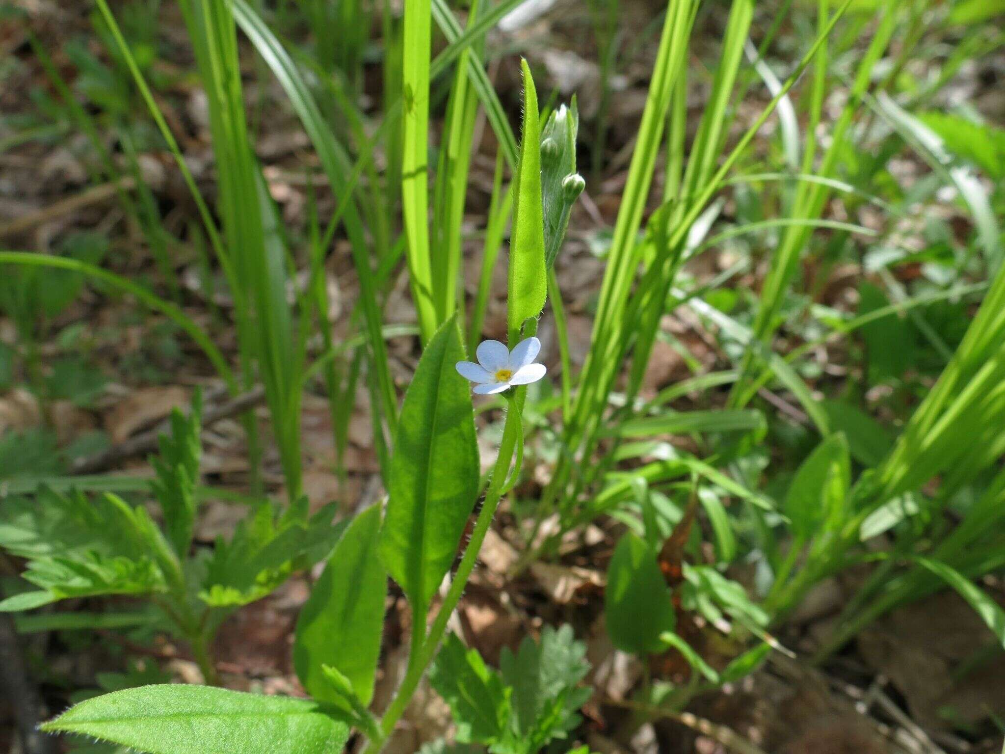 Image of Trigonotis radicans (Turcz.) Stev.