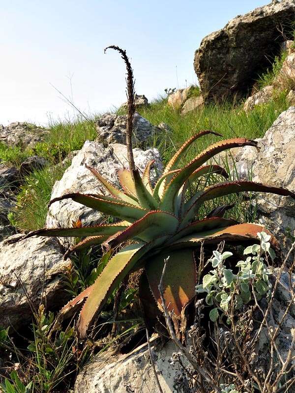 Image of Aloe suprafoliata Pole-Evans