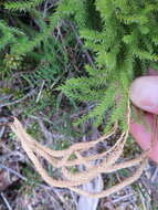 Imagem de Austrolycopodium fastigiatum (R. Br.) Holub