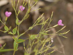 Image of Canscora diffusa (Vahl) R. Br. ex Roem. & Schult.