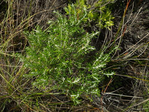 Image of Coast Daisy-bush