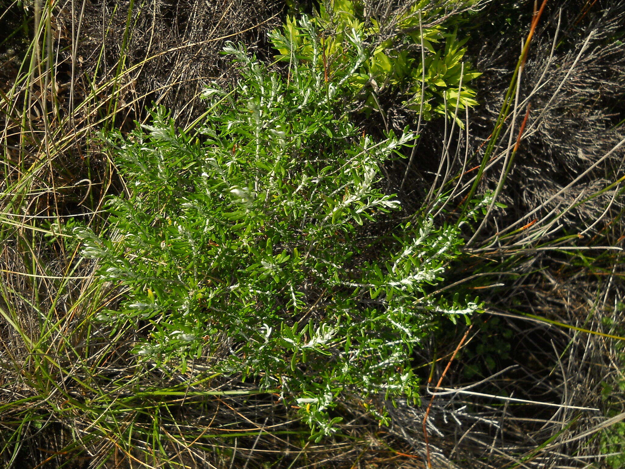 Image de Olearia axillaris (DC.) F. Müll.