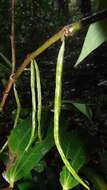 Image of Thottea siliquosa (Lam.) Ding Hou