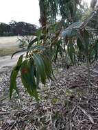 Image of Eucalyptus viminalis subsp. viminalis