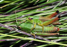 Imagem de Pseudochorthippus parallelus erythropus (Faber 1958)