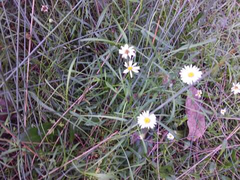 Image of Brachyscome graminea (Labill.) F. Müll.